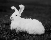 Angora rabbit